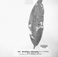Image of Dothidea alismatis